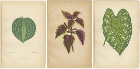 Victorian Elegance: A Trio of Ornamental Foliage from 1880 Paris, view 5