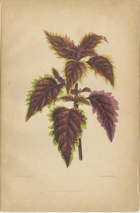 Victorian Elegance: A Trio of Ornamental Foliage from 1880 Paris, view 3