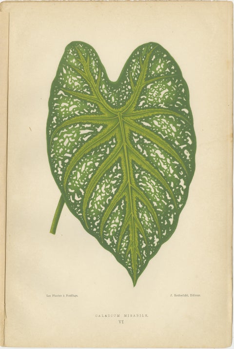 Victorian Elegance: A Trio of Ornamental Foliage from 1880 Paris, view 4