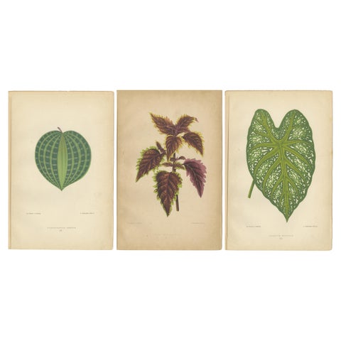 Victorian Elegance: A Trio of Ornamental Foliage from 1880 Paris