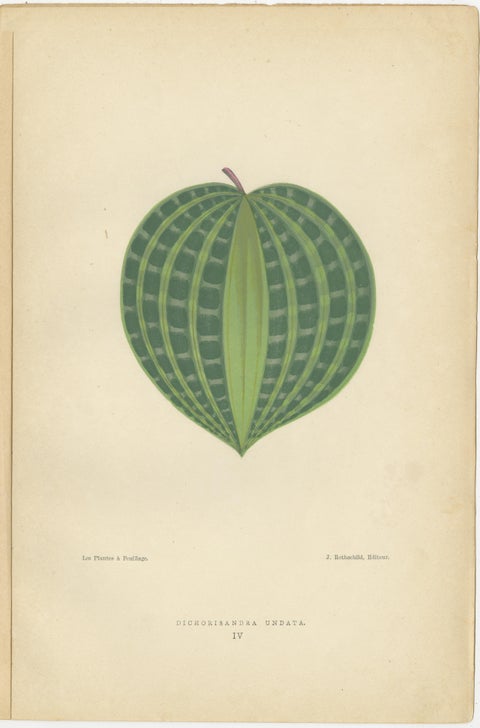 Victorian Elegance: A Trio of Ornamental Foliage from 1880 Paris, view 2