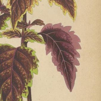 Victorian Elegance: A Trio of Ornamental Foliage from 1880 Paris, close-up 1