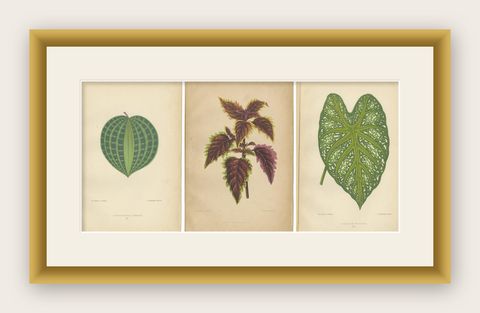 Victorian Elegance: A Trio of Ornamental Foliage from 1880 Paris, shown framed